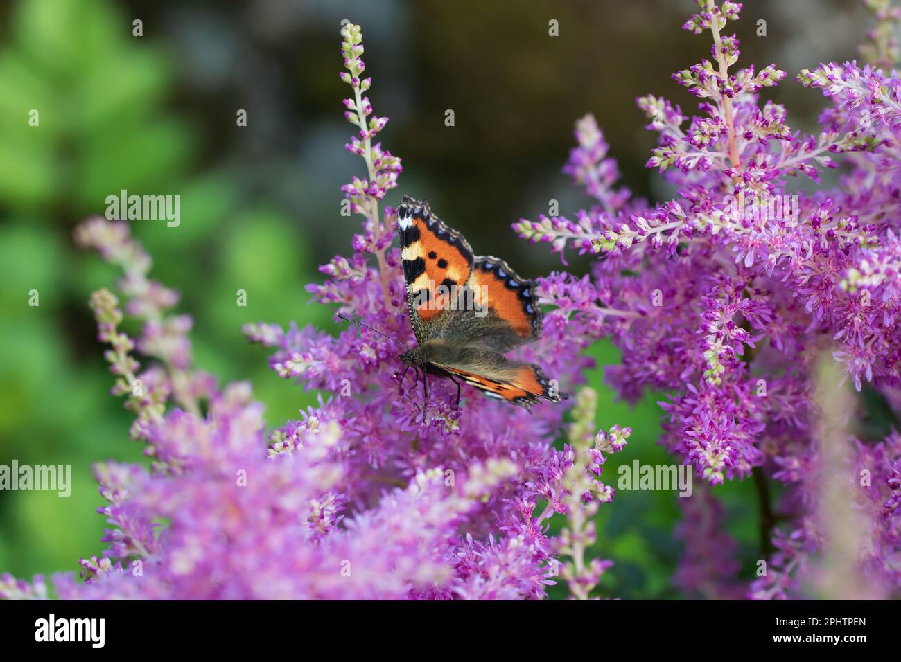 Butterfly urticaria on pink astilba in the garden. Stock Photo