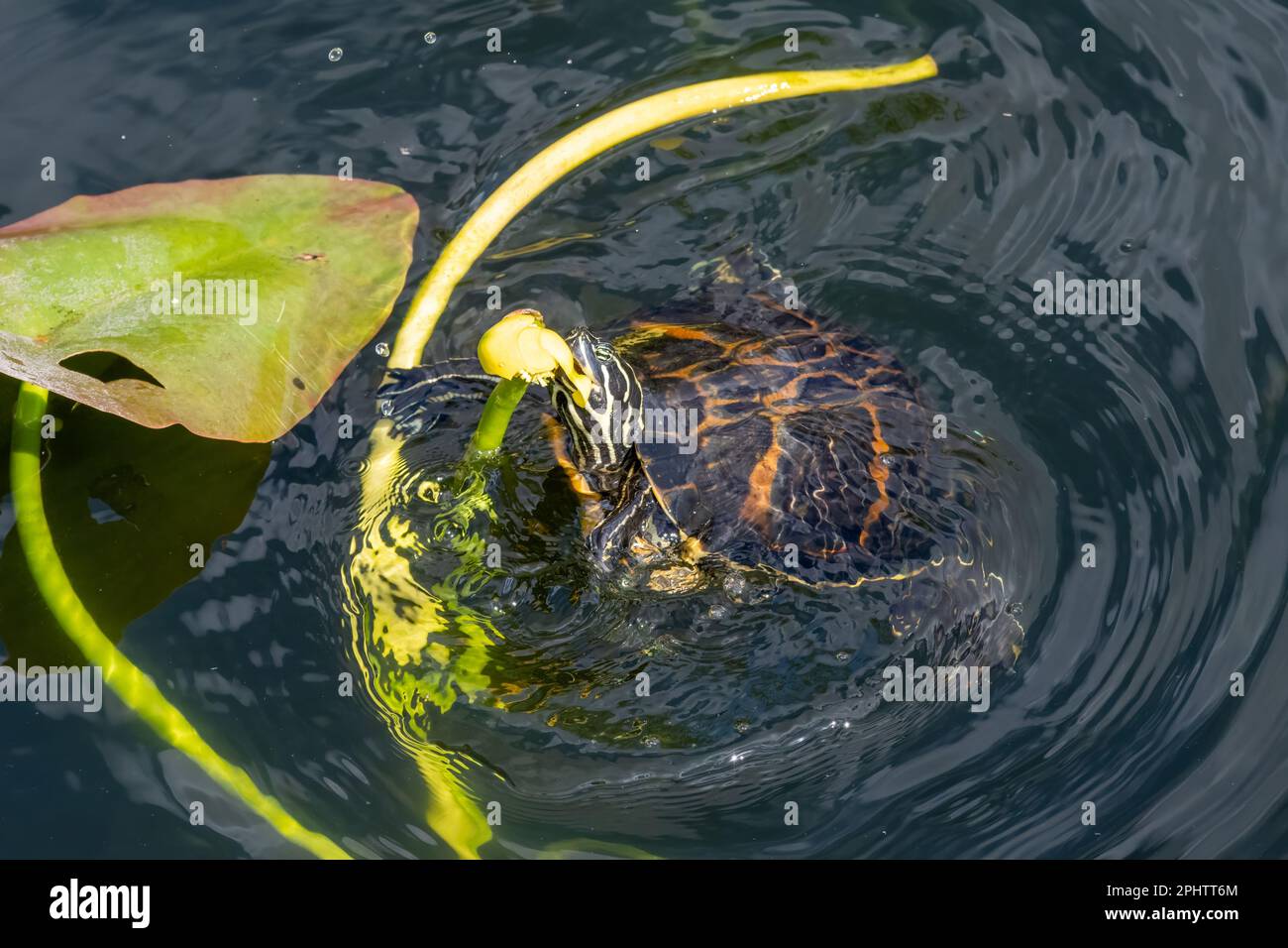 Florida Redbelly Turtle - Pseudemys nelsoni - eating water lily on Anhinga Trail in Everglades National Park, Florida. Stock Photo