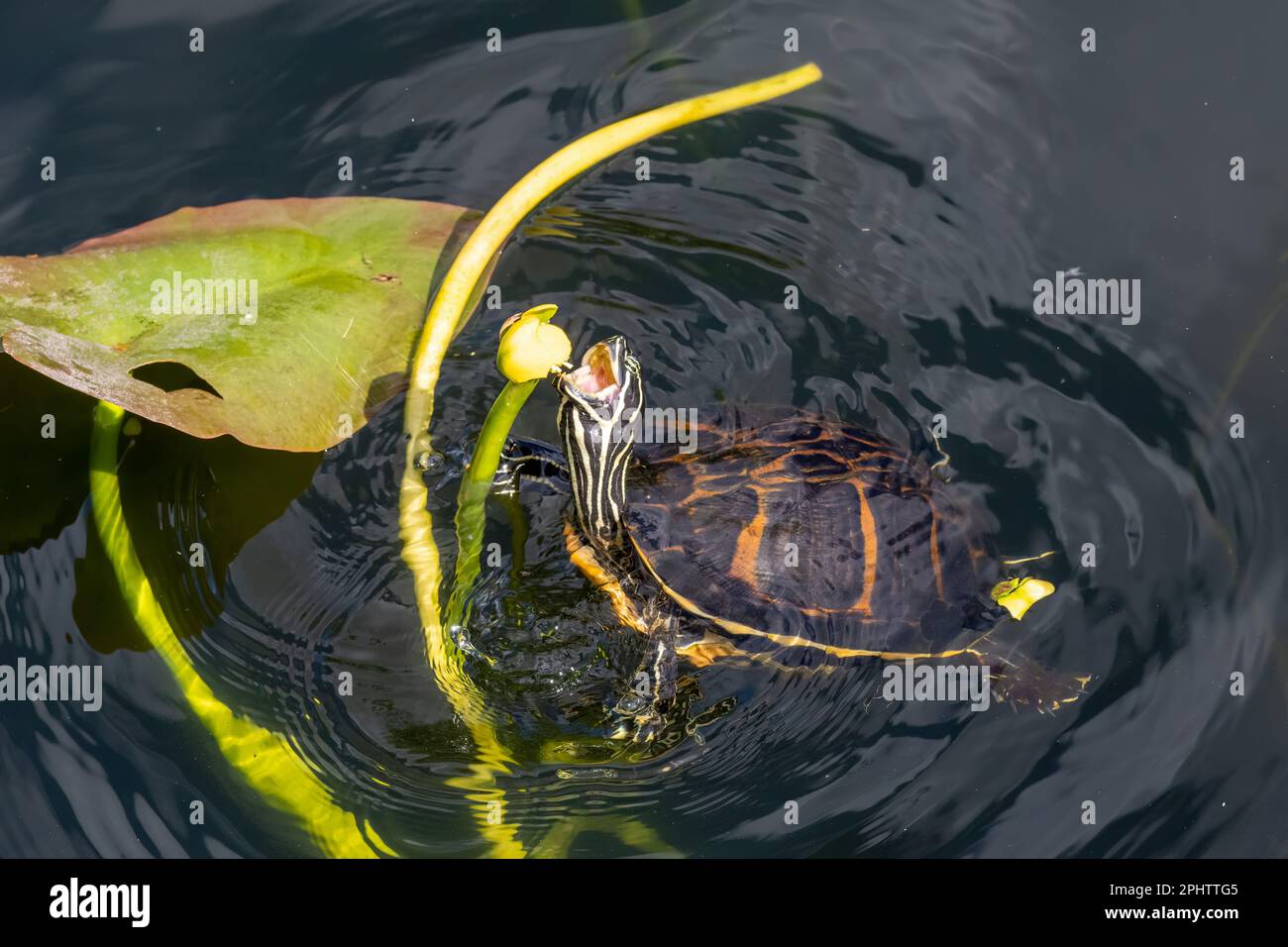 Florida Redbelly Turtle - Pseudemys nelsoni - eating water lily on Anhinga Trail in Everglades National Park, Florida. Stock Photo