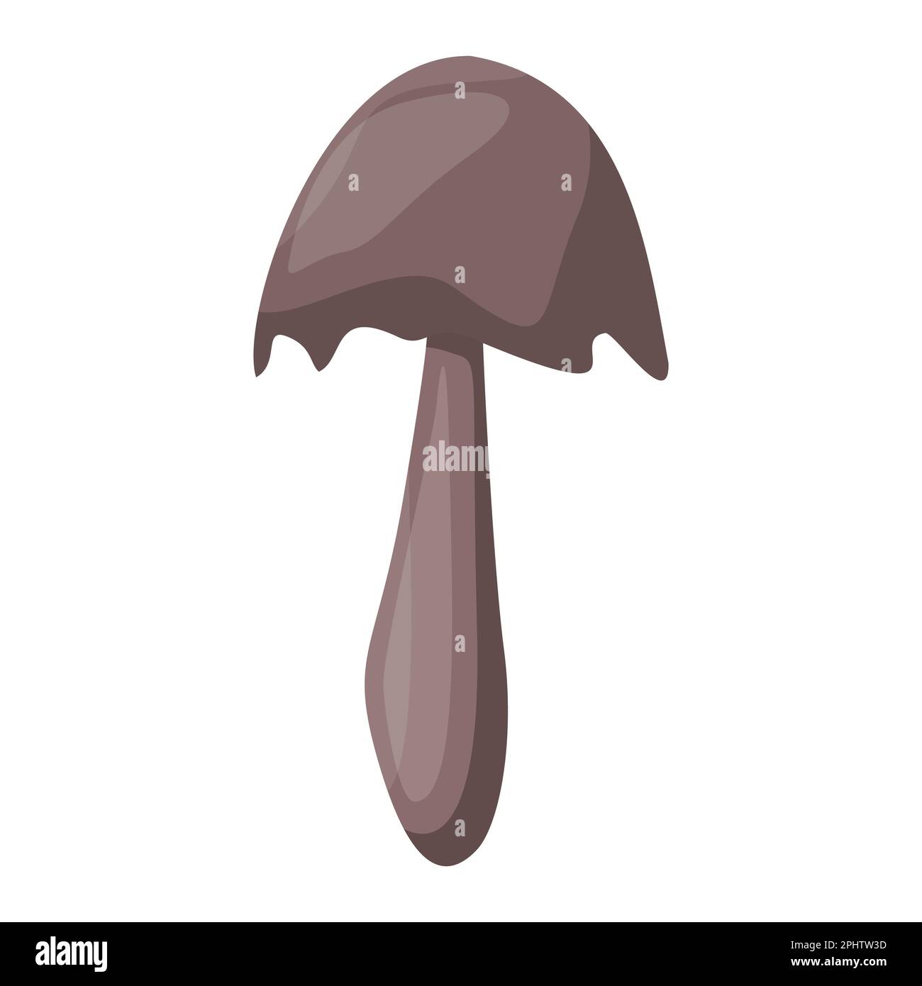 Coprinus mushroom. Edible Organic mushrooms. Truffle. Forest wild