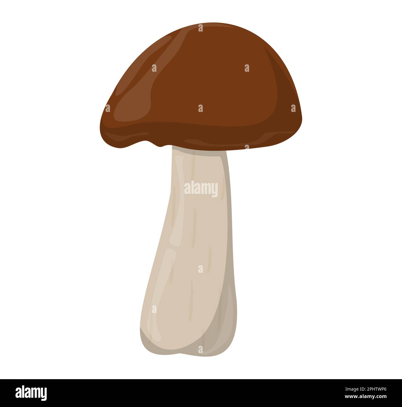 Shiitake mushroom. Edible Organic mushrooms. Truffle brown cap. Forest