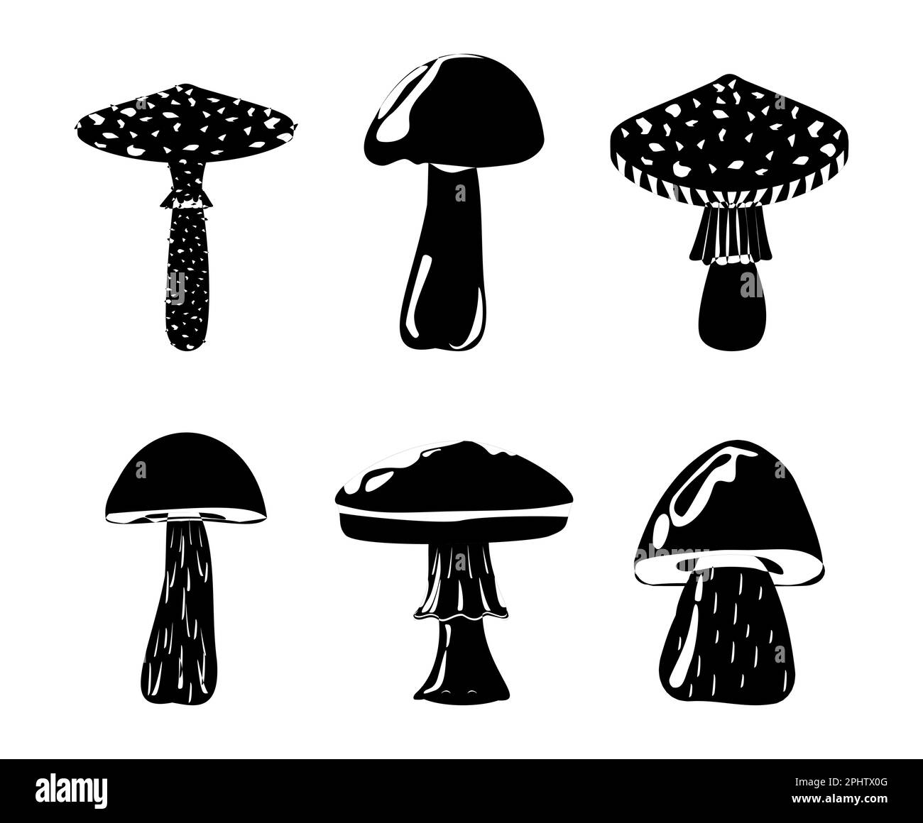 Amanita Toadstool Porcini Suillus Shiitake mushroom. Edible Organic