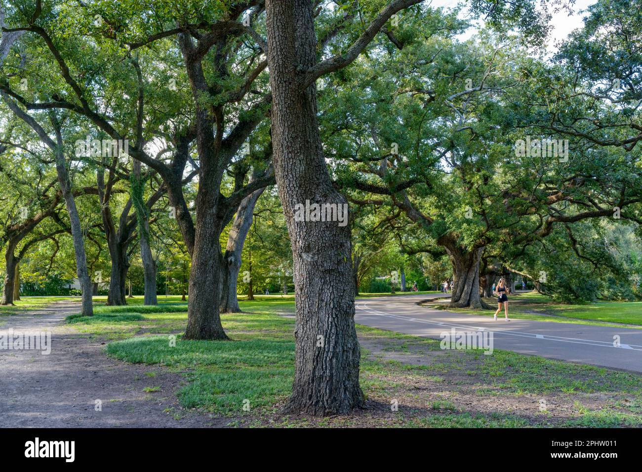 September Path NEW ORLEANS, LA, USA - SEPTEMBER 18, 2022: Trees, bike lane and ...