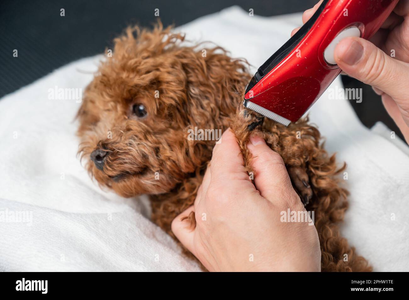 Poodle trimmers shop