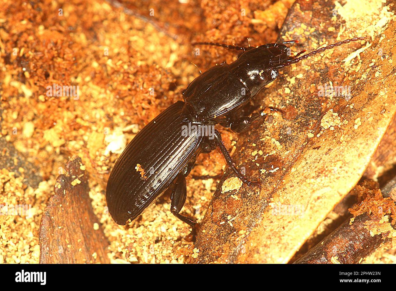 New Zealand ground beetle (Holcapsis sp.) Stock Photo
