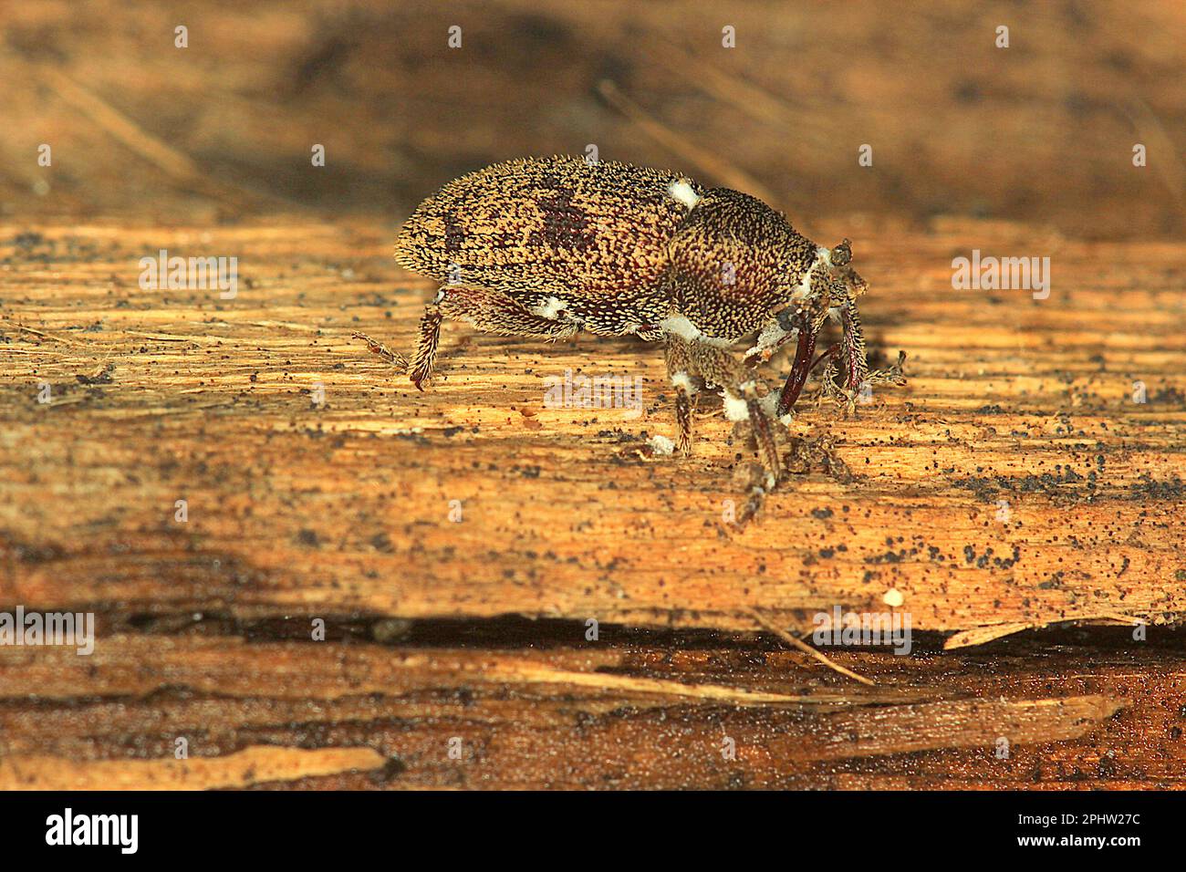 Weevil (Strongylopterus hylobioides) possibly infected with icing sugar fungus Stock Photo