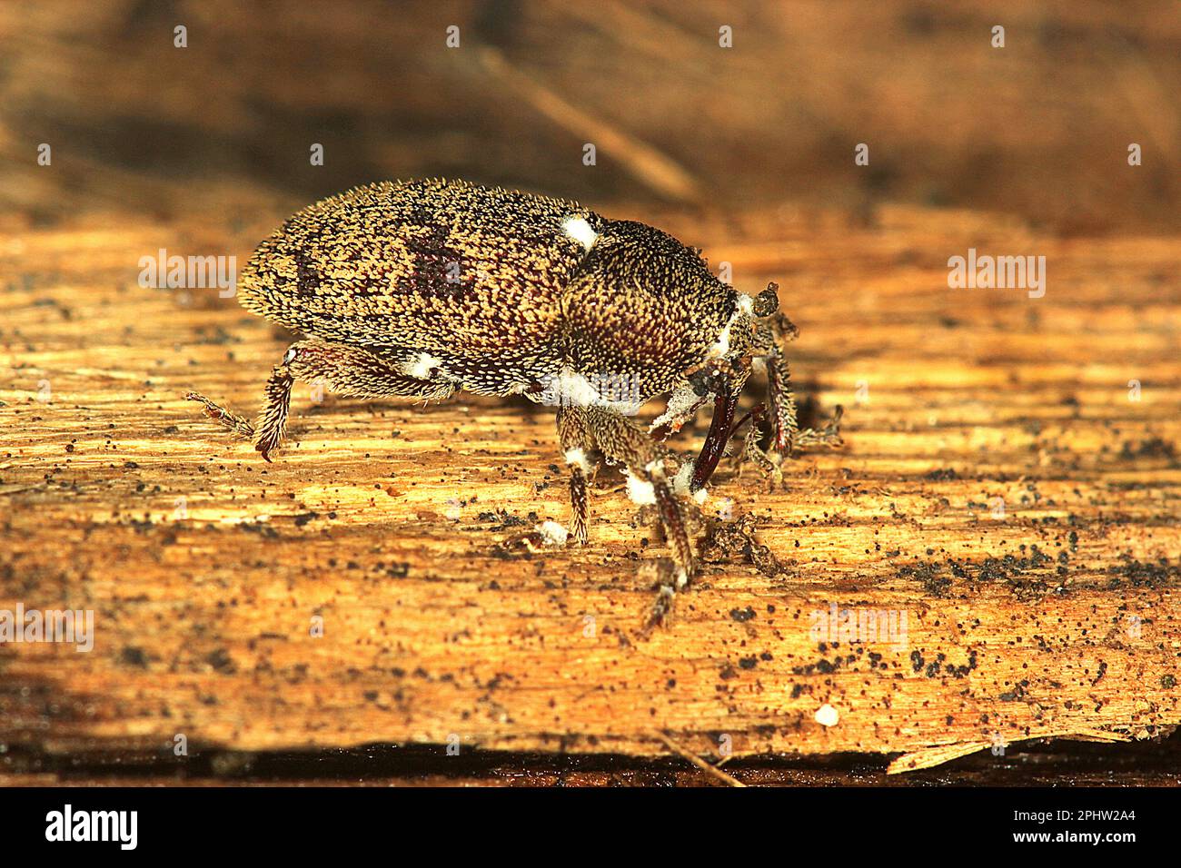 Weevil (Strongylopterus hylobioides) possibly infected with icing sugar fungus Stock Photo