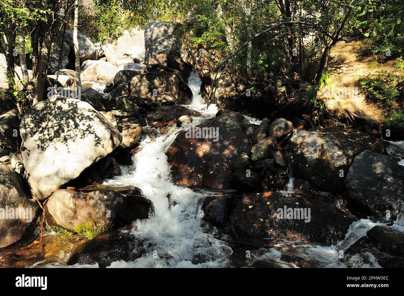 The stormy stream of a mountain stream flows through the forest