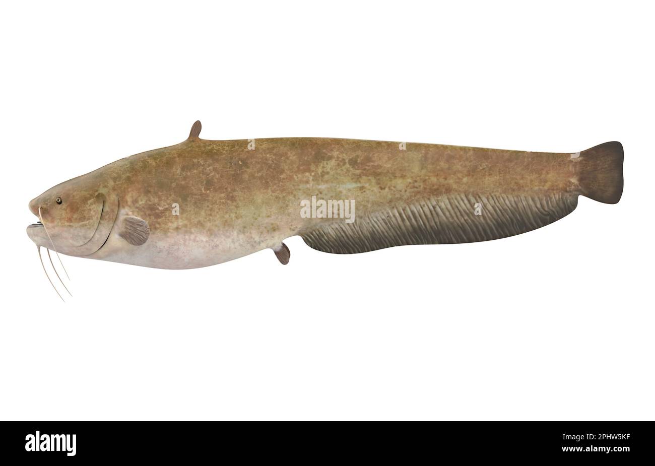 Catfish underwater Cut Out Stock Images & Pictures - Alamy