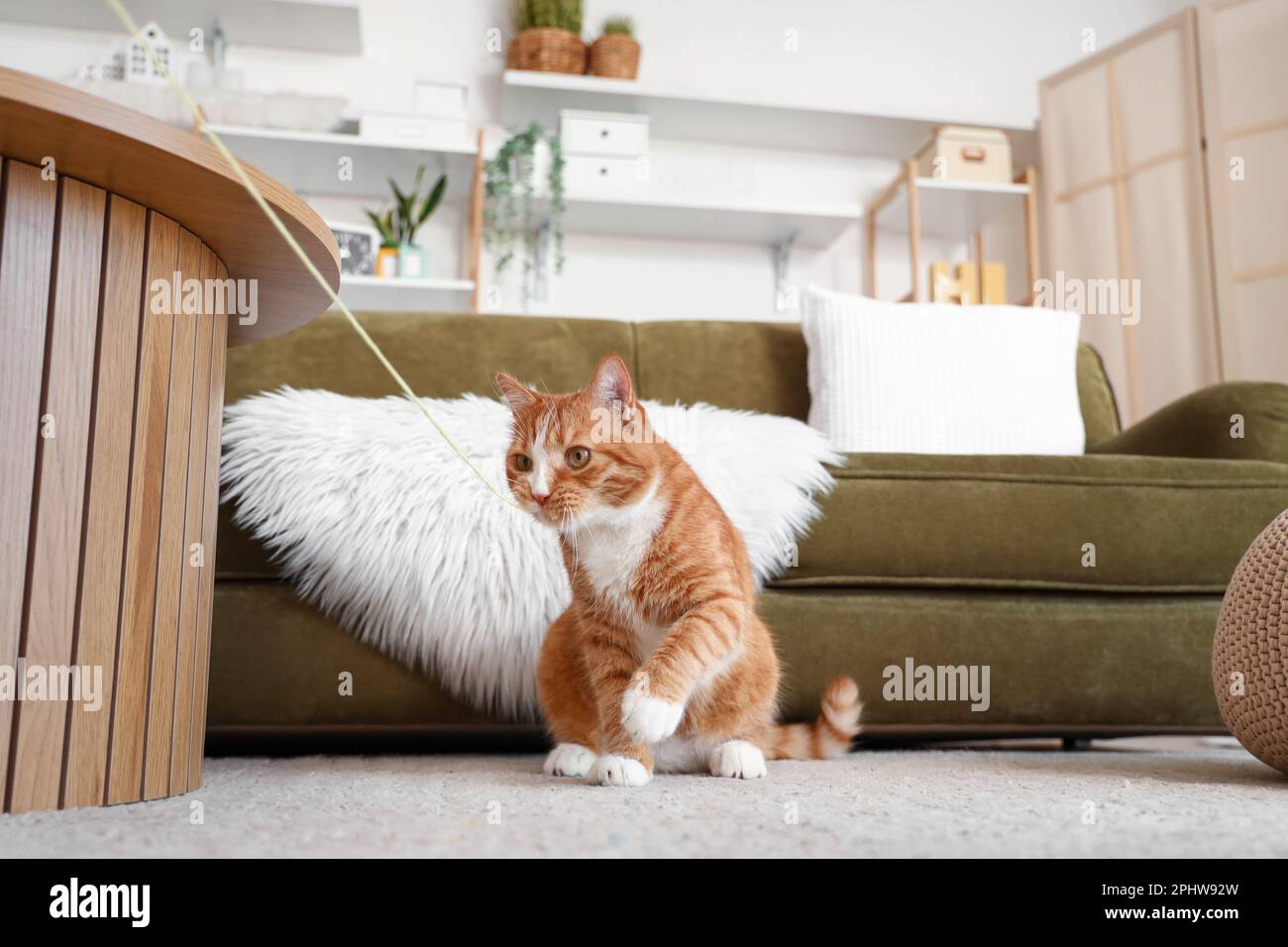 Thread whiskers hi-res stock photography and images - Alamy