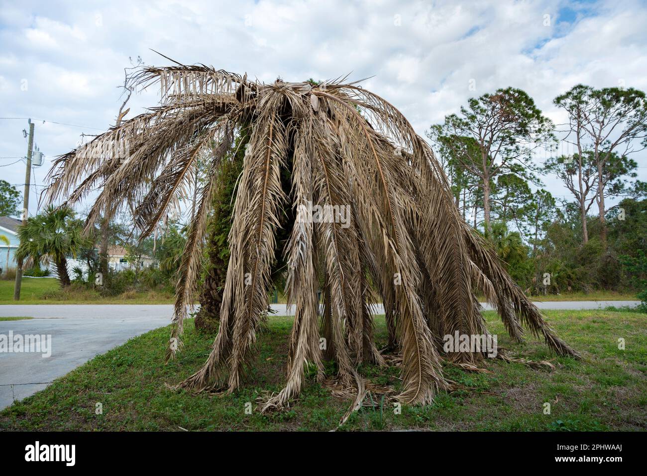 Dead palm tree with dry branches on Florida home backyard. Tree removal