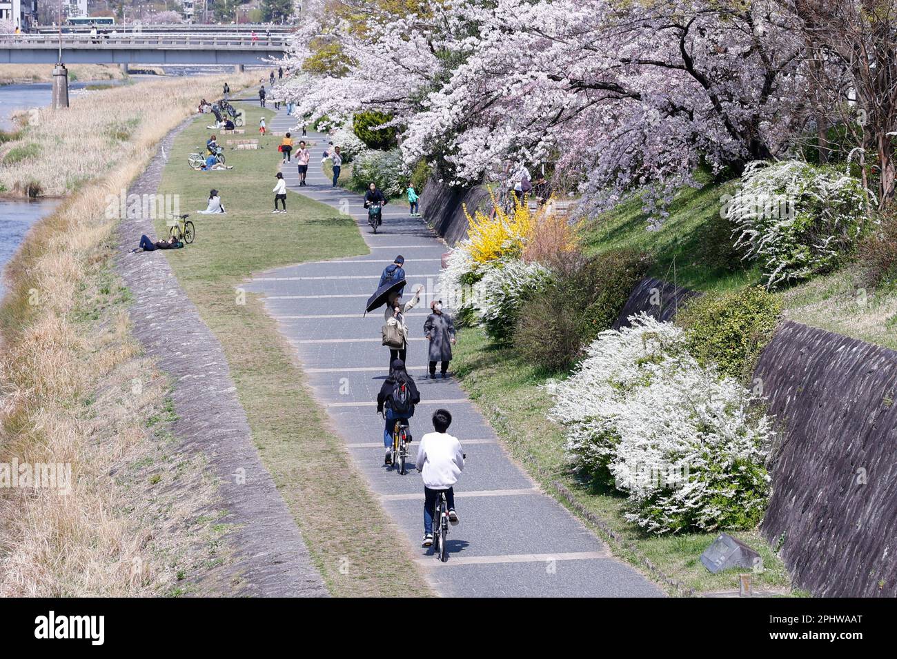 People enjoy the cherry blossoms in full bloom at Kamo River on 