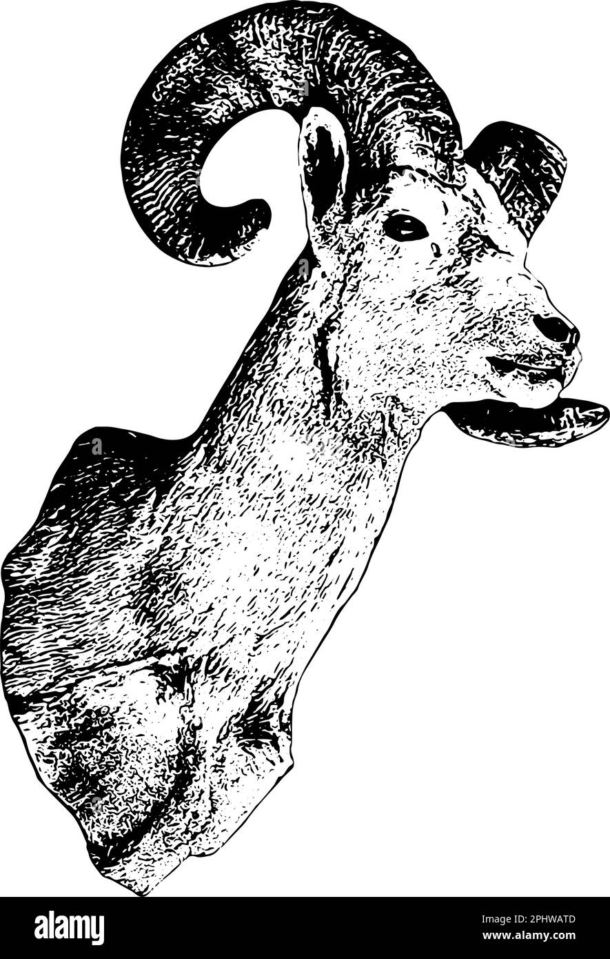 Bighorn sheep hunting trophy sketch in black Stock Vector