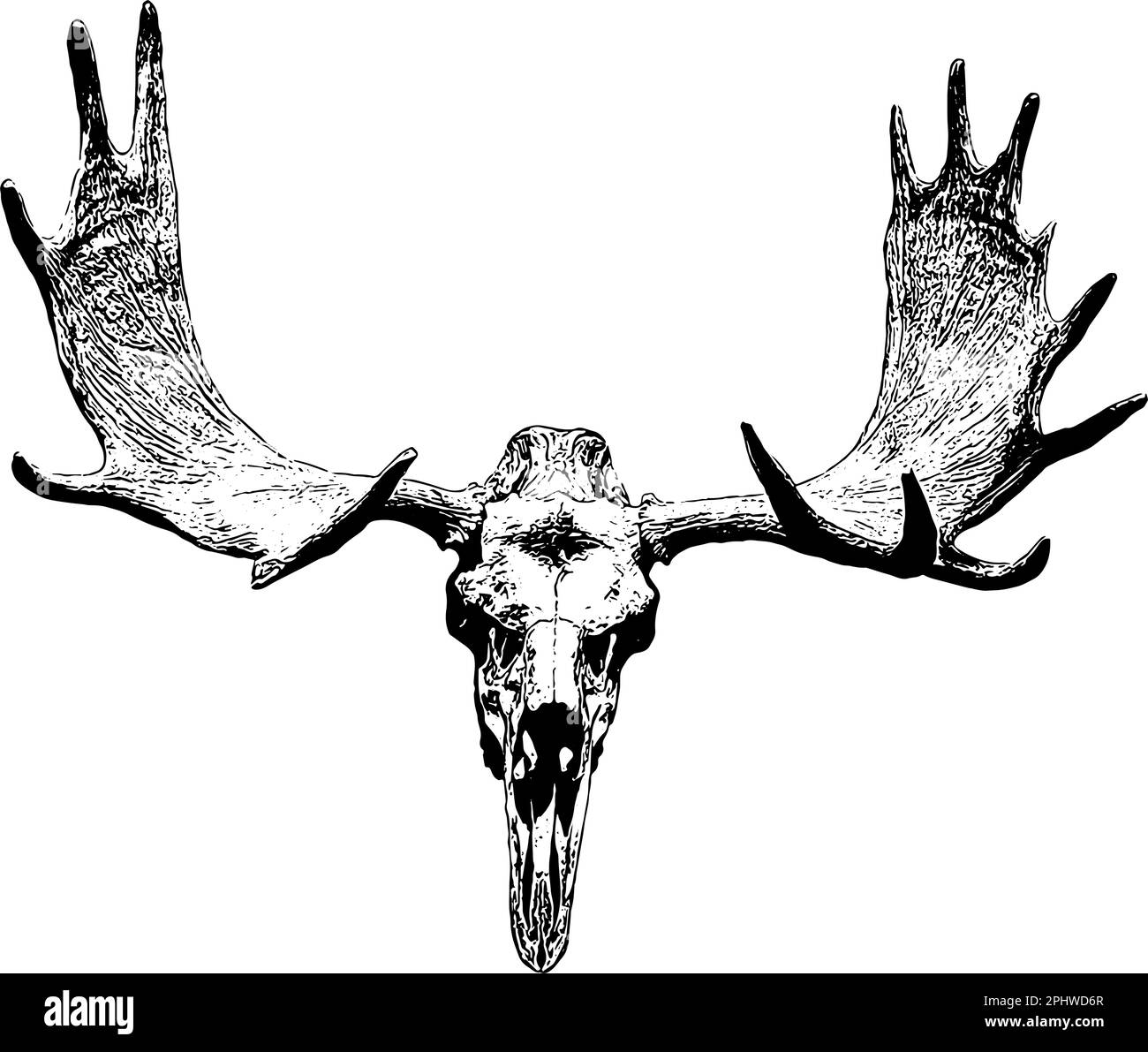 Moose skull and antlers sketch illustration Stock Vector
