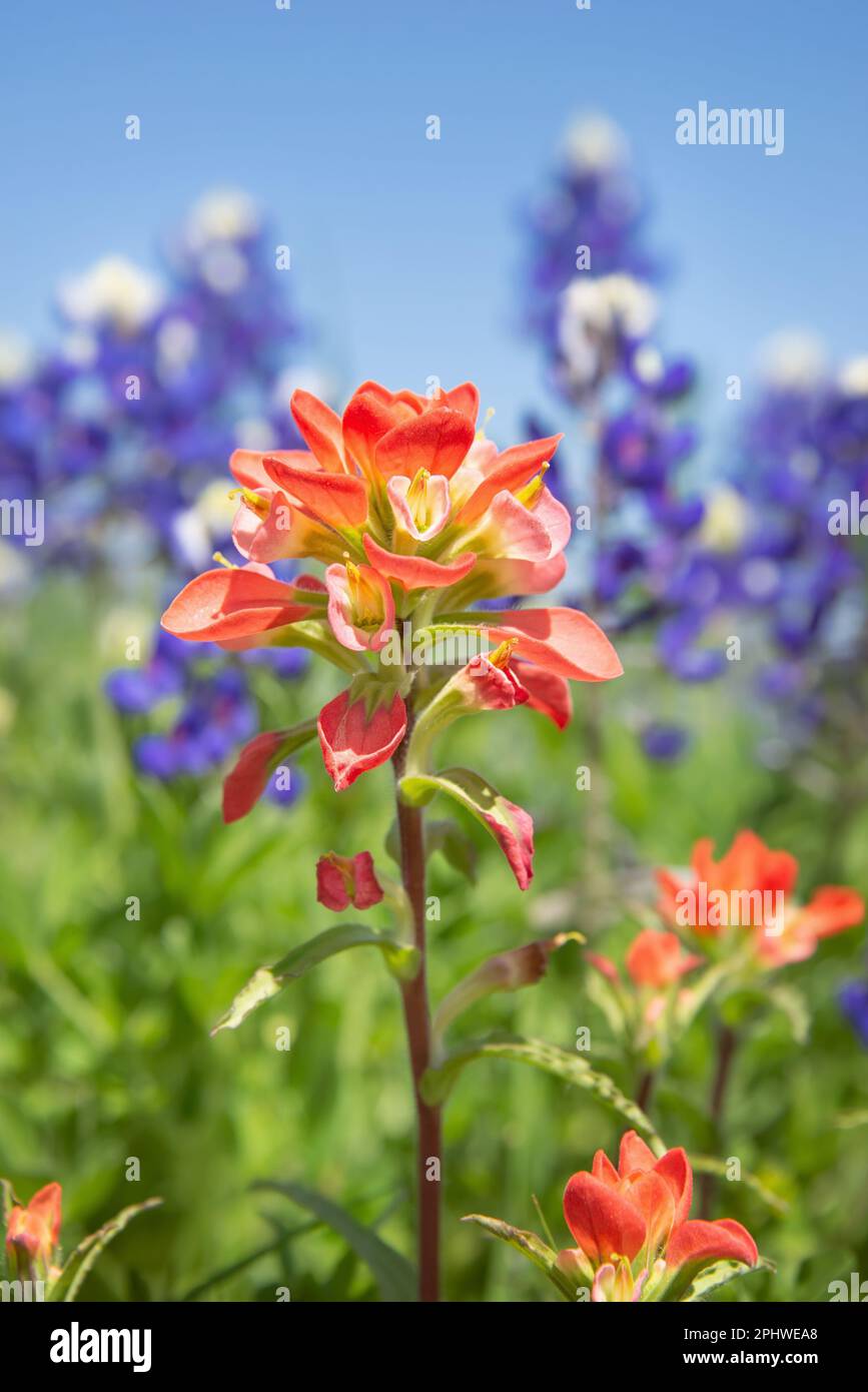 Close-up of Indian Paintbrush wildflower. Texas bluebonnets in the background against blue sky. Stock Photo