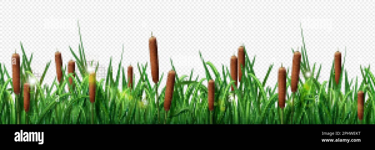 Realistic green grass border and brown reed border isolated on transparent background. Vector illustration of seamless plant pattern for pond, swamp, Stock Vector