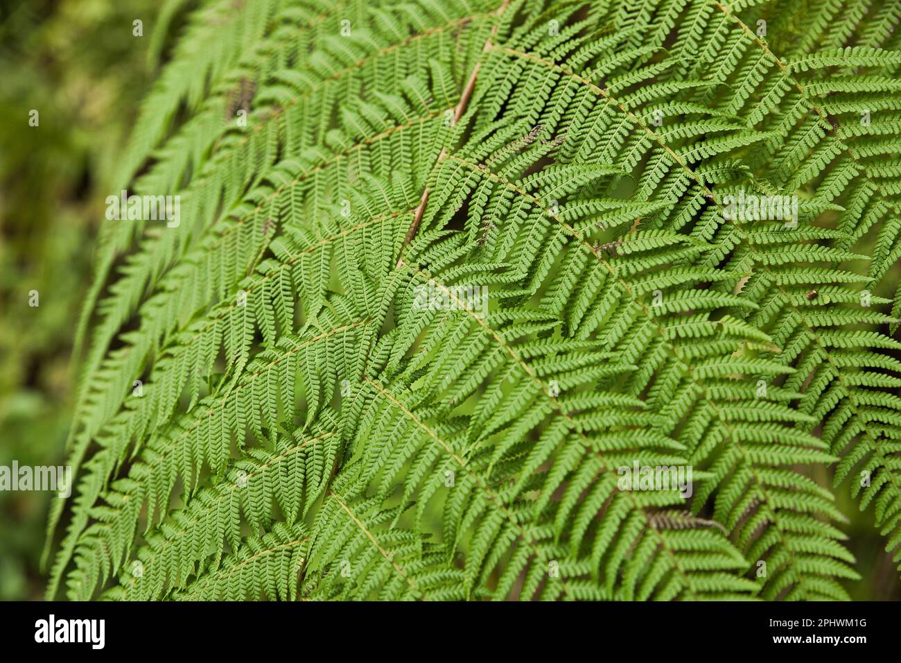 Close up of a lush green fern. Stock Photo