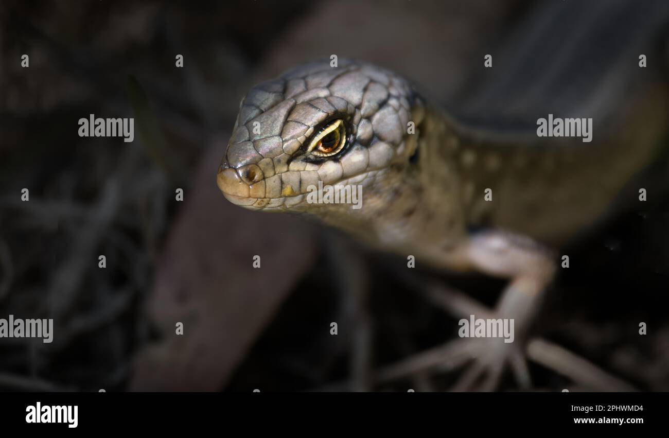 Close up of eye of a White's skink lizard reptile in Hobart, Tasmania, Australia Stock Photo