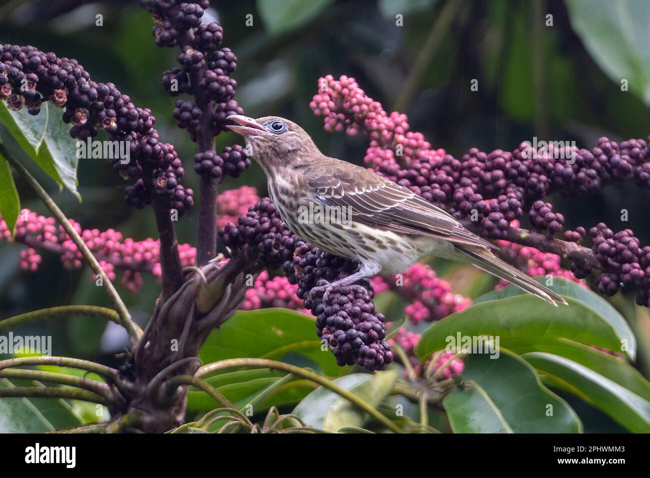 Female Yellow Figbird (Sphecotheres viridis, Northern race)  with beak open perched on a fruiting Umbrella Tree (Schefflera actinophylla), Far North Q Stock Photo