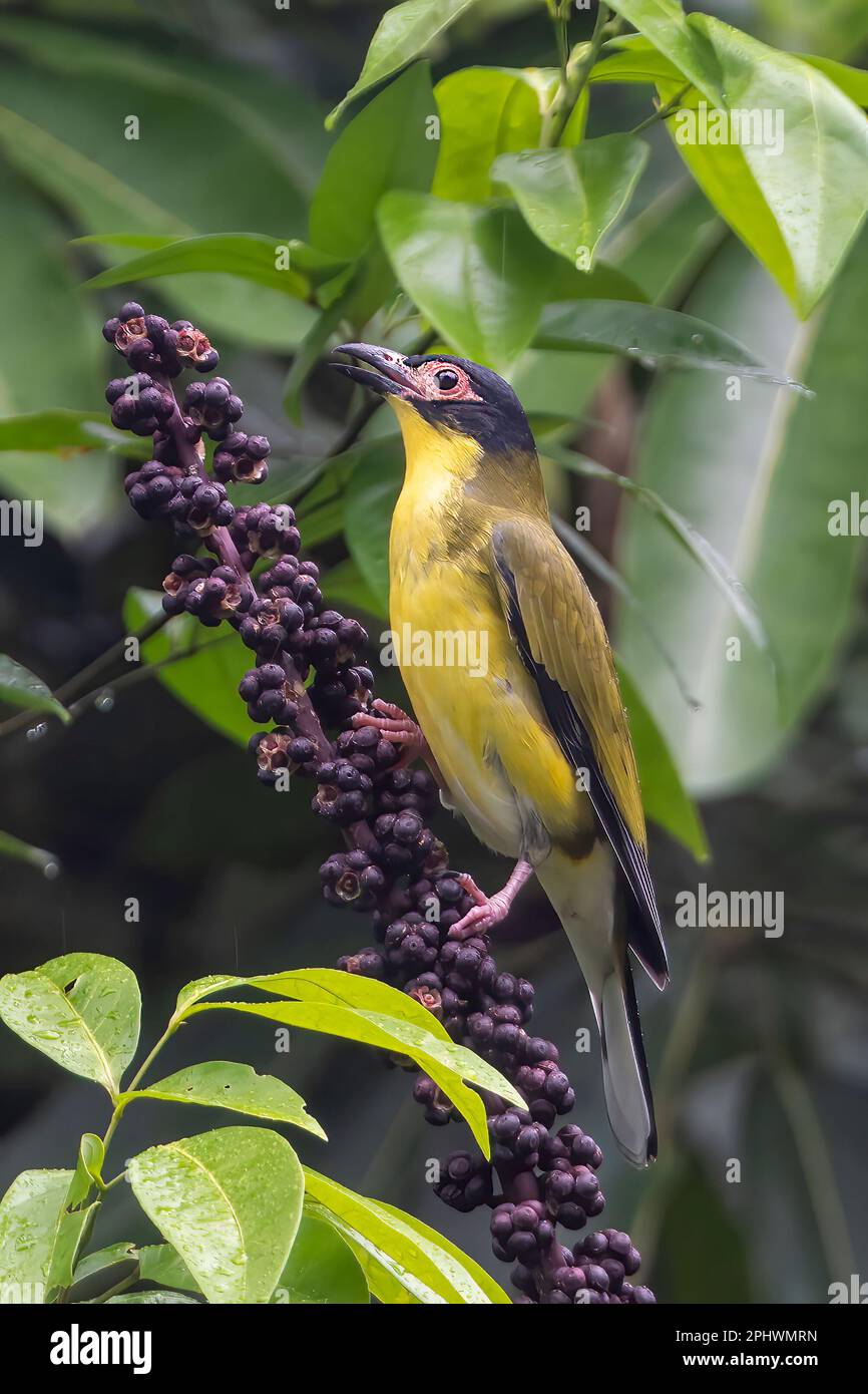 Vertical portrait of a male Yellow Figbird (Sphecotheres flaviventris, Northern race) perched on a fruiting Umbrella Tree (Schefflera actinophylla), Stock Photo