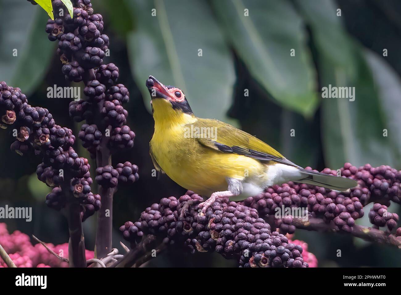 Yellow Figbird (Sphecotheres flaviventris, Northern race) with a berry in its beak, feeding on fruit of an Umbrella Tree (Schefflera actinophylla), Stock Photo