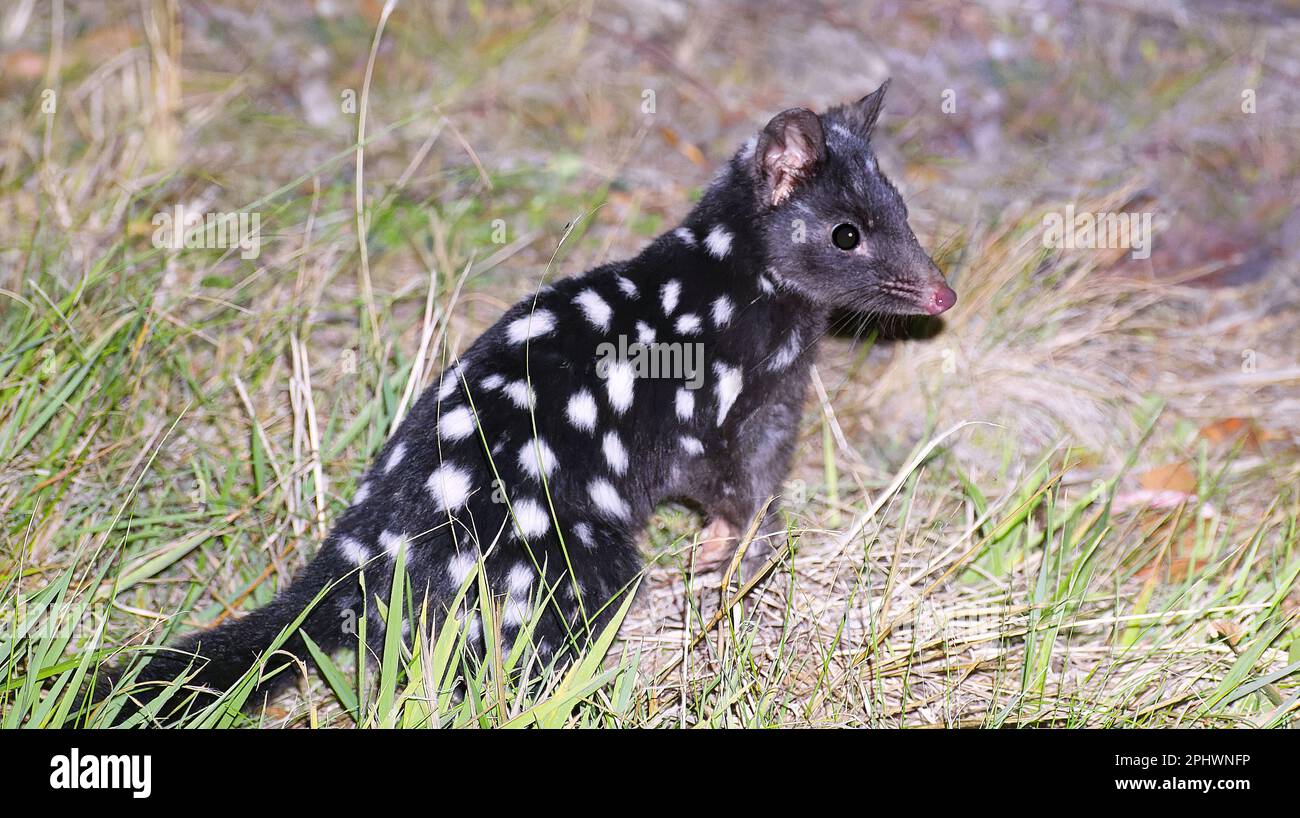 Black form of the Eastern spotted quoll at night on Bruny Island, Tasmania, Australia Stock Photo