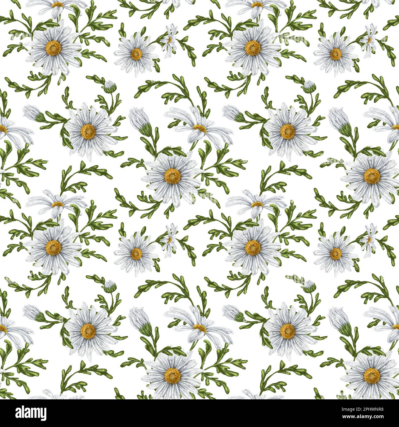 Seamless hand drawn pattern with white chamomiles. Flower background ...