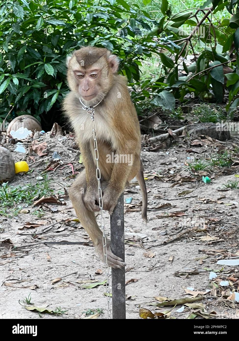 A monkey helped harvest and husking the coconut. Long-tailed monkeys or  long-tailed macaque in Pariaman, not just animals that live in the wild,  but these monkeys are also utilized by the local