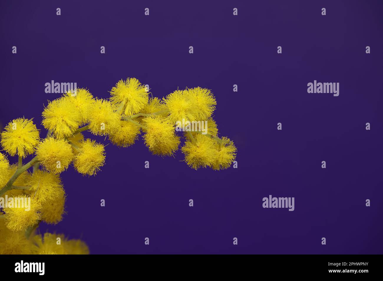 Acacia dealbata yellow fluffy balls and leaves in close-up over blue background. Mimosa (silver wattle) branch Stock Photo