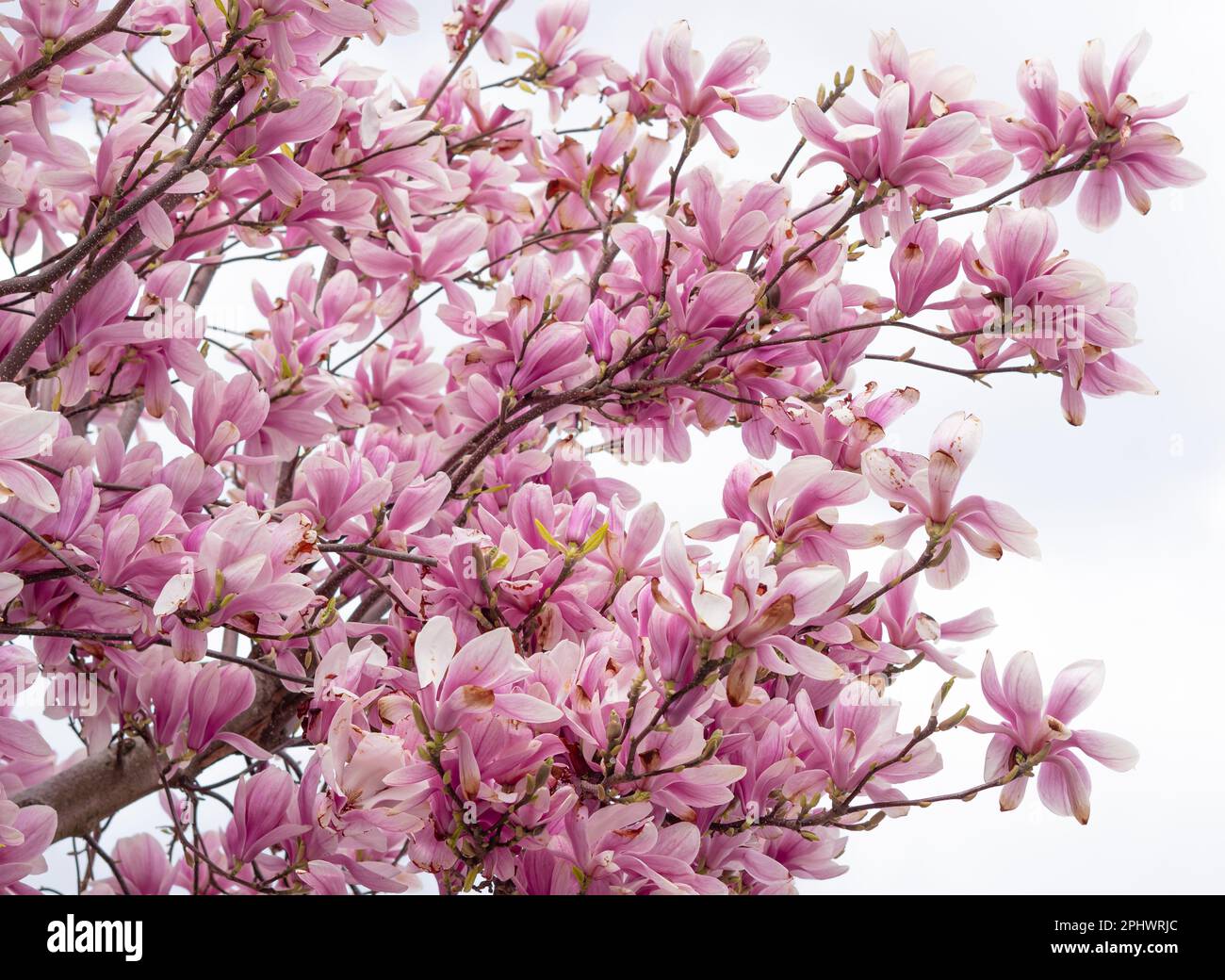 close up of pink blooming tree of magnolia ,natural spring background ...