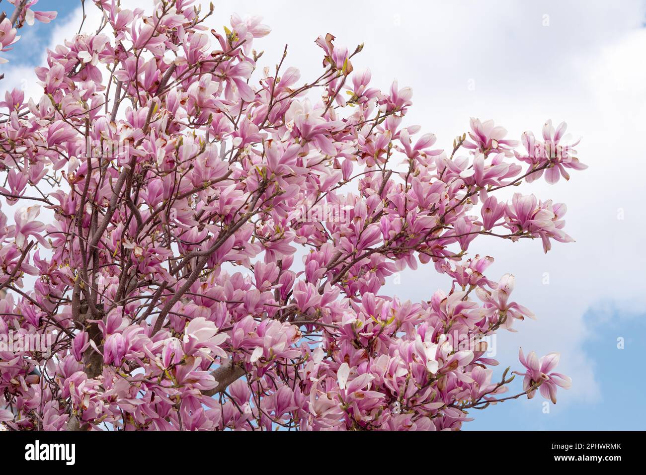 close up of pink blooming tree of magnolia ,natural spring background ...