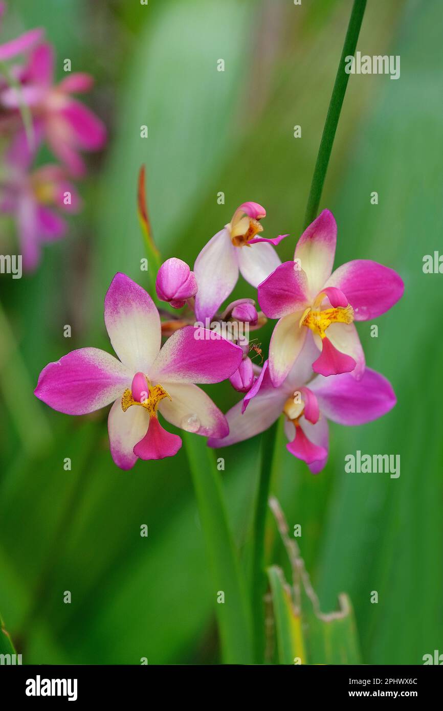 Flowering Spathoglottis or Ground Orchids, against defocused green background, a terrestrial species found in the tropics of Asia Stock Photo