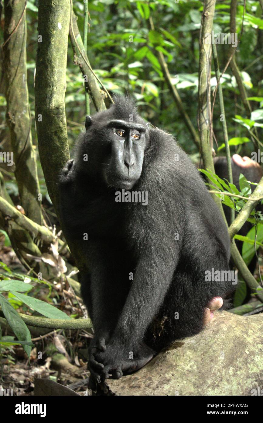 Portrait of a Sulawesi black-crested macaque (Macaca nigra) in Tangkoko Nature Reserve, North Sulawesi, Indonesia. Through Macaca Nigra Project and others, over several decades, research teams have come to Tangkoko Reserve, relatively a safe habitat, to study this species, according to a March 2023 summary of scientific research papers collection that is edited by a team of primate scientists led by Jatna Supriatna (accessed on Springer). One of the seven macaque species endemic to the island of Sulawesi, the crested macaque (Macaca nigra) is a socially tolerant primate species, which is... Stock Photo