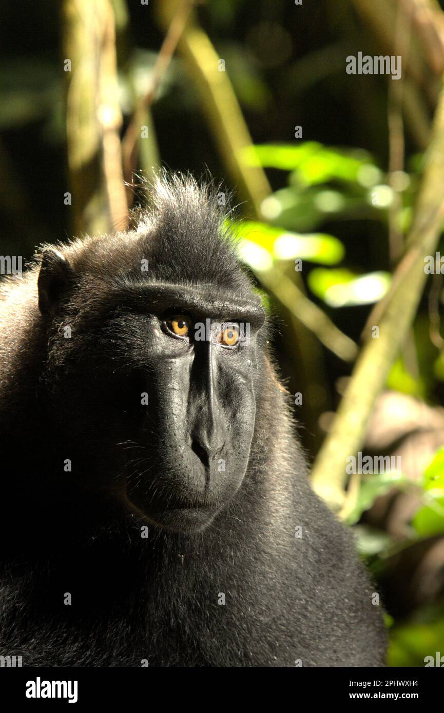 Portrait of a Sulawesi black-crested macaque (Macaca nigra) in Tangkoko Nature Reserve, North Sulawesi, Indonesia. Through Macaca Nigra Project and others, over several decades, research teams have come to Tangkoko Reserve, relatively a safe habitat, to study this species, according to a March 2023 summary of scientific research papers collection that is edited by a team of primate scientists led by Jatna Supriatna (accessed on Springer). One of the seven macaque species endemic to the island of Sulawesi, the crested macaque (Macaca nigra) is a socially tolerant primate species, which is... Stock Photo