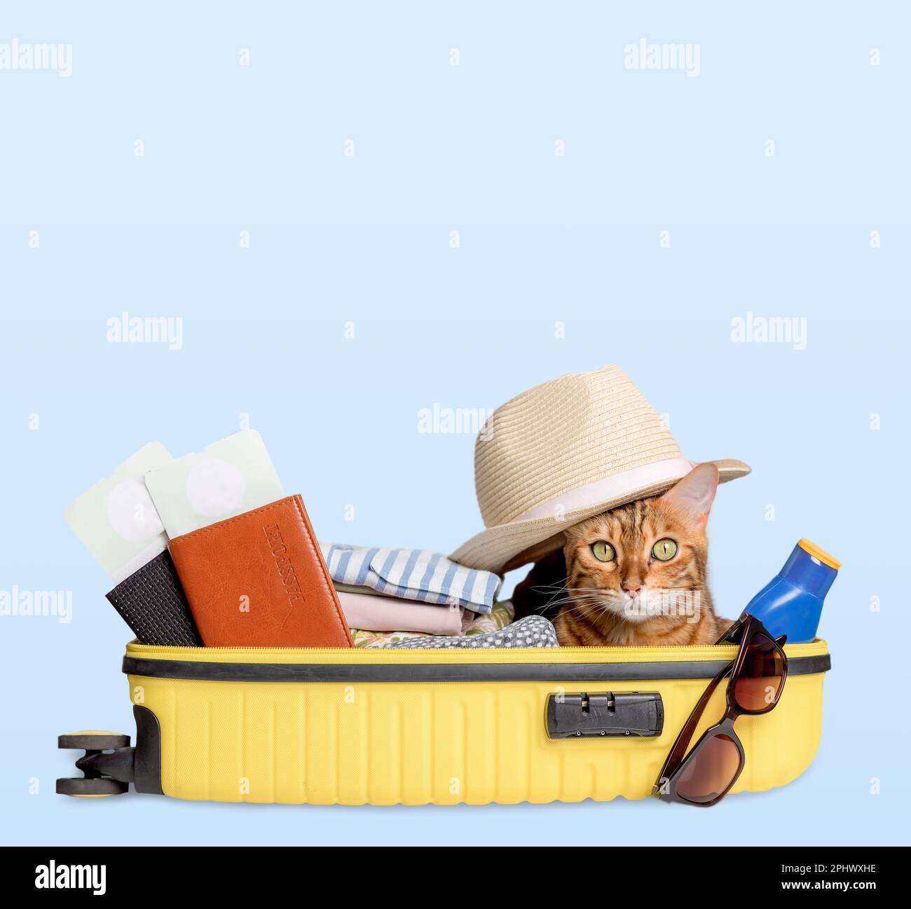 Funny cat in a suitcase with glasses, passports, tickets and clothes on