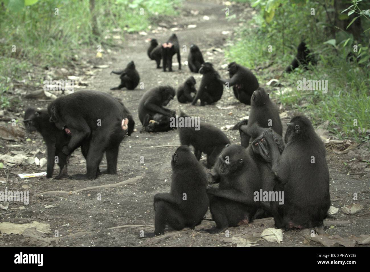 A troop of Sulawesi black-crested macaque (Macaca nigra) is occupying a dirt road in Taman Wisata Alam Tangkoko (Tangkoko Nature Park) near Tangkoko Nature Reserve in North Sulawesi, Indonesia. Through Macaca Nigra Project and others, over several decades, research teams have come to Tangkoko Reserve, relatively a safe habitat, to study this species, according to a March 2023 summary of scientific research papers collection that is edited by a team of primate scientists led by Jatna Supriatna (accessed on Springer). One of the seven macaque species endemic to the island of Sulawesi, the... Stock Photo