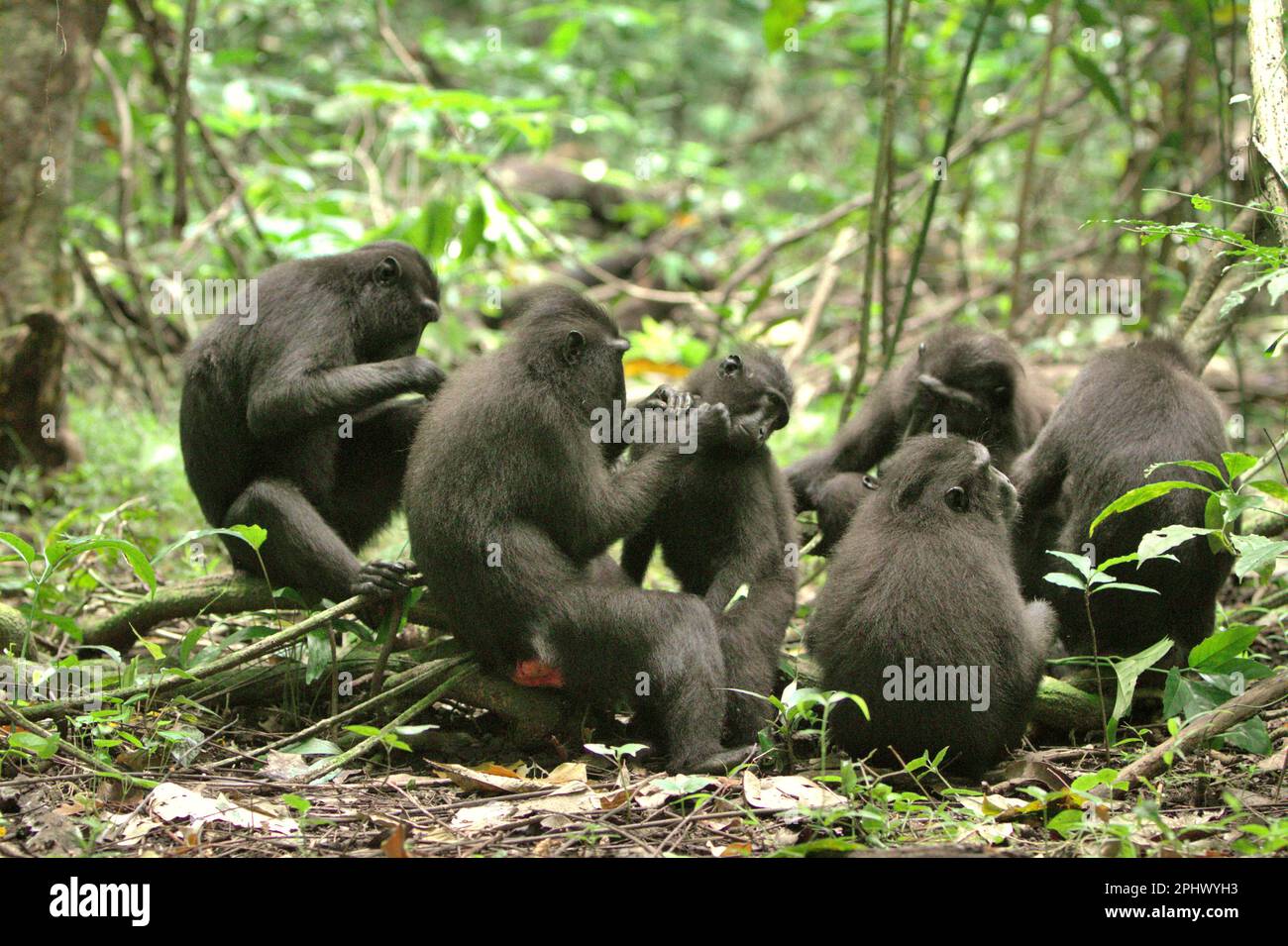 A group of Sulawesi black-crested macaque (Macaca nigra) is having social activity in Tangkoko Nature Reserve in North Sulawesi, Indonesia. Through Macaca Nigra Project and others, over several decades, research teams have come to Tangkoko Reserve, relatively a safe habitat, to study this species, according to a March 2023 summary of scientific research papers collection that is edited by a team of primate scientists led by Jatna Supriatna (accessed on Springer). One of the seven macaque species endemic to the island of Sulawesi, the crested macaque (Macaca nigra) is a socially tolerant... Stock Photo