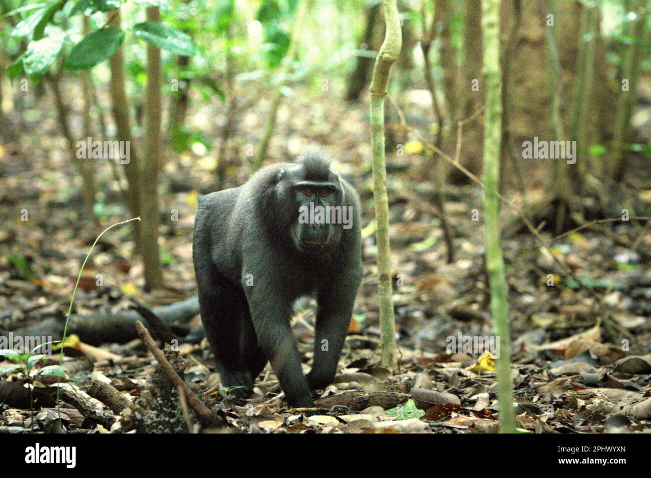 An alpha male individual of Sulawesi black-crested macaque (Macaca nigra), popularly known among researchers by nickname 'Rambo', is moving quadrupedally in Tangkoko Nature Reserve, North Sulawesi, Indonesia. Through Macaca Nigra Project and others, over several decades, research teams have come to Tangkoko Reserve, relatively a safe habitat, to study this species, according to a March 2023 summary of scientific research papers collection that is edited by a team of primate scientists led by Jatna Supriatna (accessed on Springer). Stock Photo