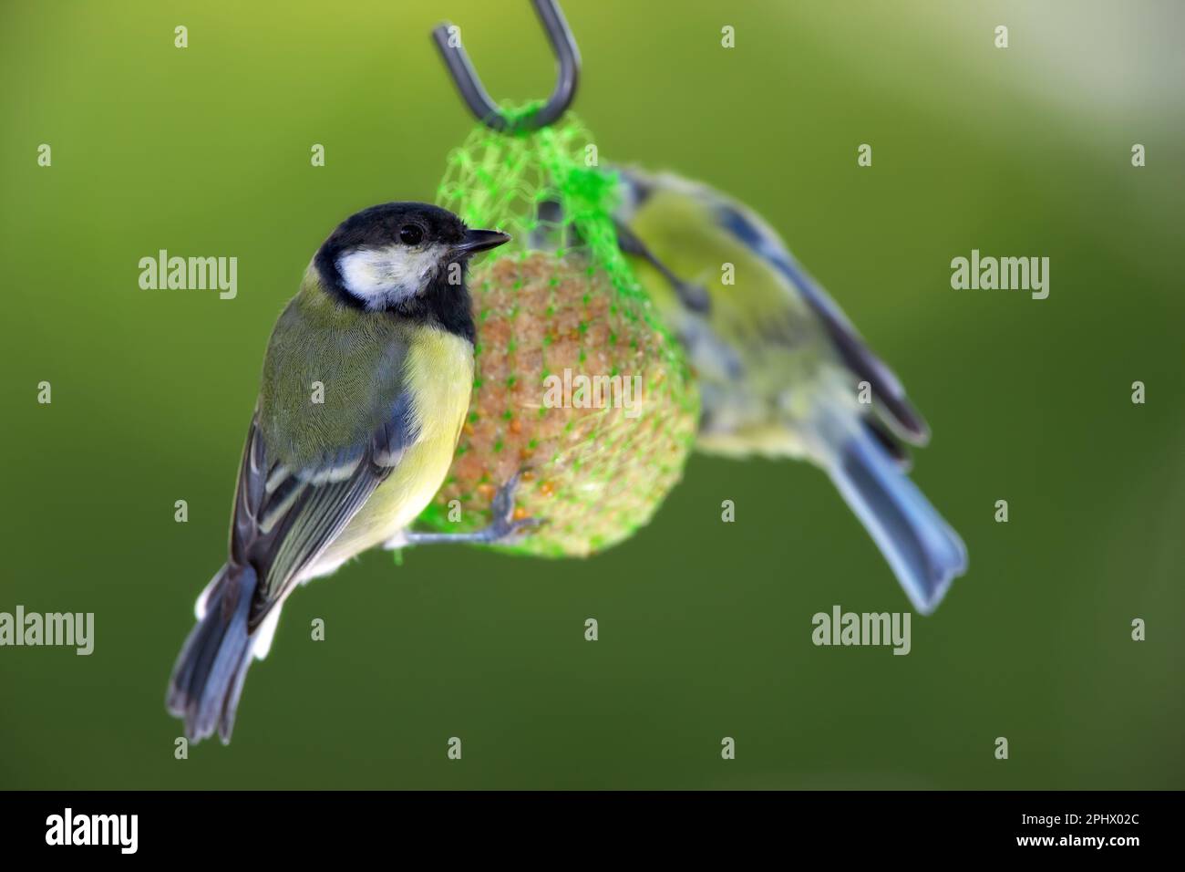The great tit (Parus major) is a passerine bird in the tit family Paridae.  It is a widespread and common species throughout Europe, the Middle East  Stock Photo - Alamy