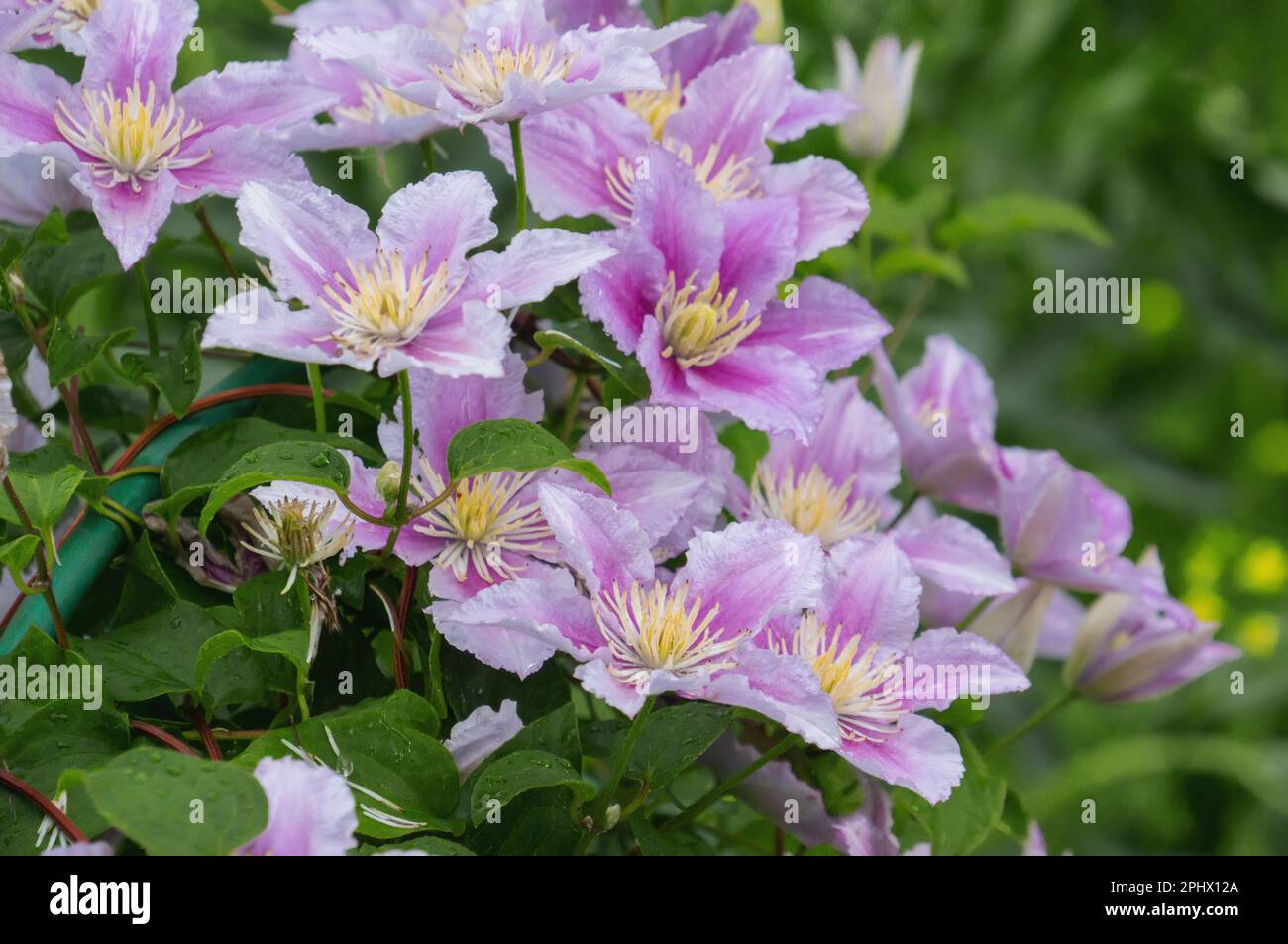 Clematis Hybrid Hagley. Flowers of perennial clematis vines in the
