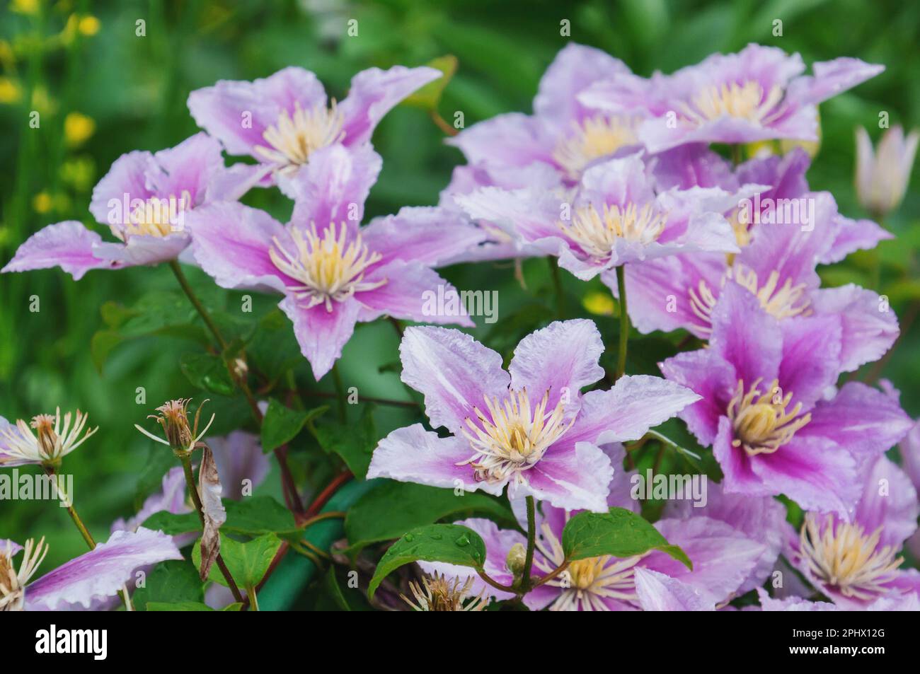 Clematis Hybrid Hagley. Flowers of perennial clematis vines in the garden. Beautiful clematis flowers near the house. Clematis climb into the garden n Stock Photo