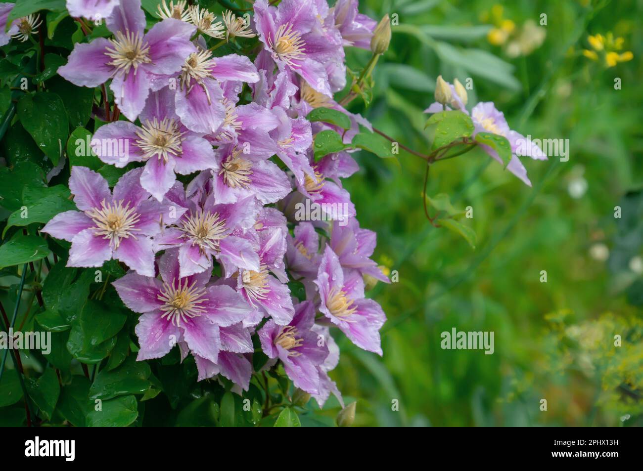 Clematis Hybrid Hagley. Flowers of perennial clematis vines in the garden. Beautiful clematis flowers near the house. Clematis climb into the garden n Stock Photo