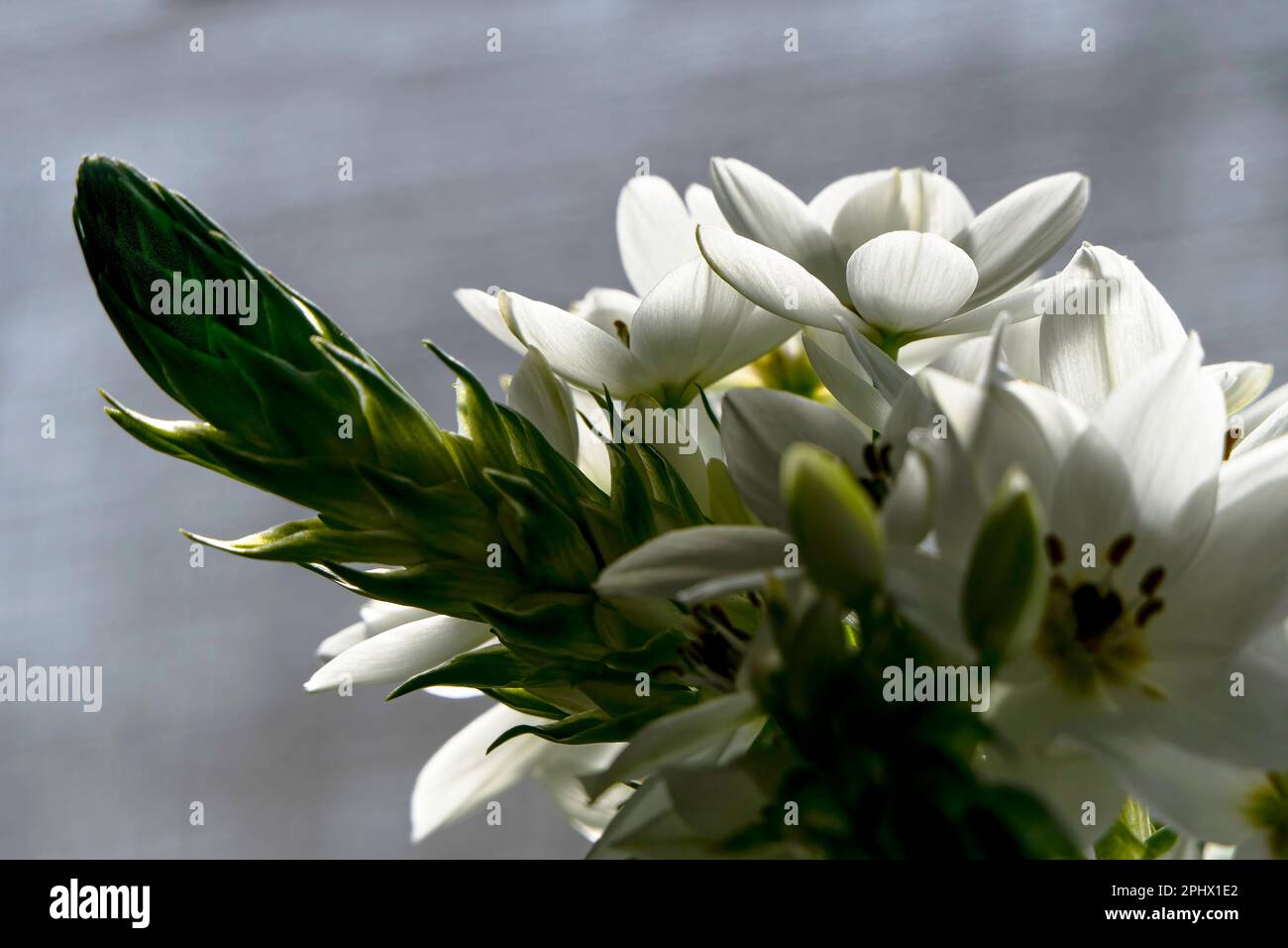 Delicate white Ornithogalum flowers close up on a blurred background Stock Photo