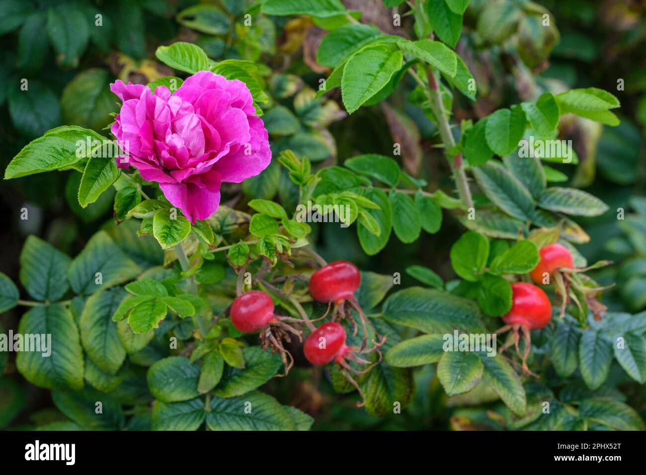 rose Hansa, Rosa rugosa Hansa, suckering rose, double deep pinkish-purple flowers, scarlet hips Stock Photo