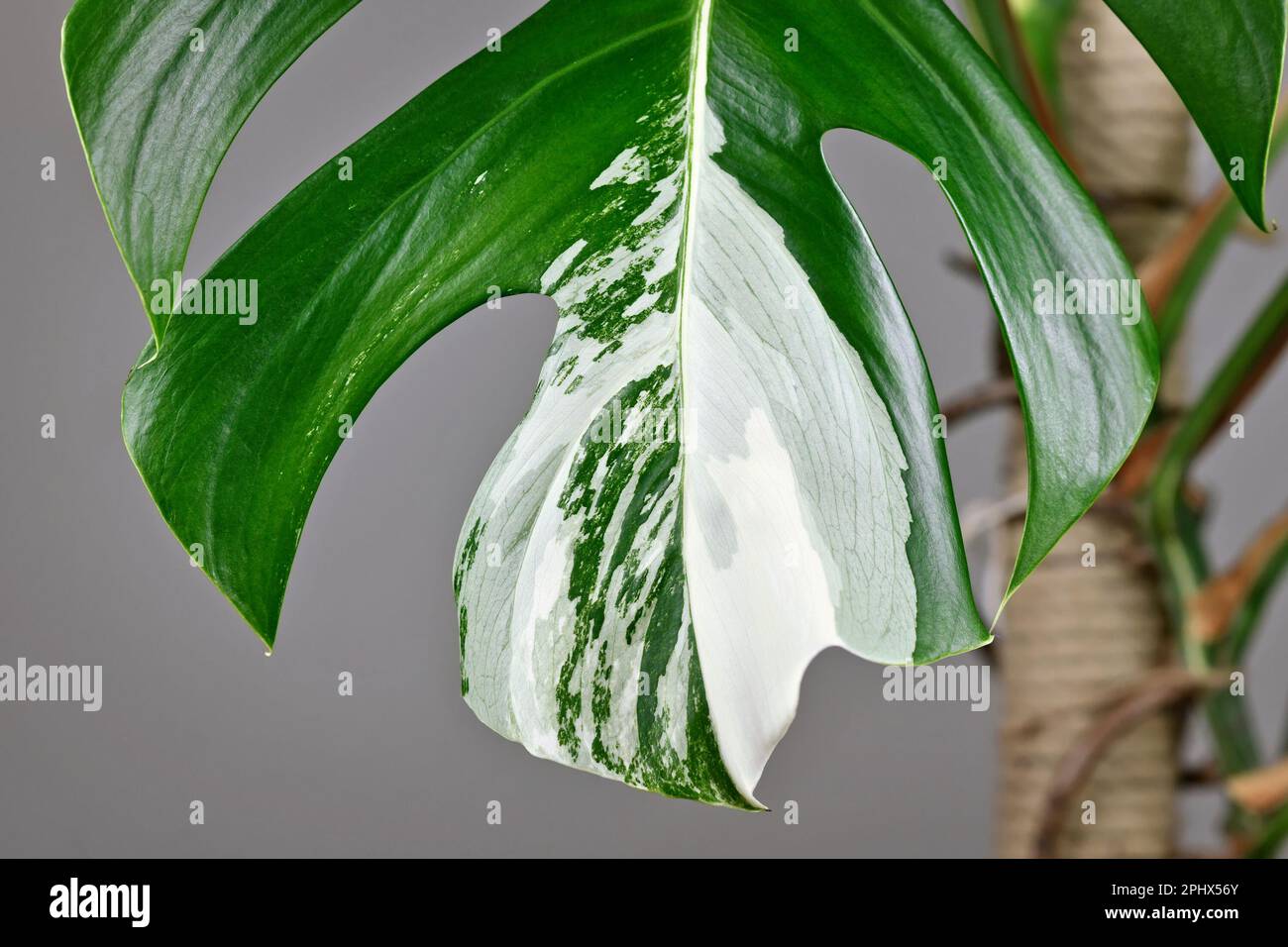Close up of white patches on leaf of tropical 'Monstera Deliciosa Variegata' houseplant Stock Photo
