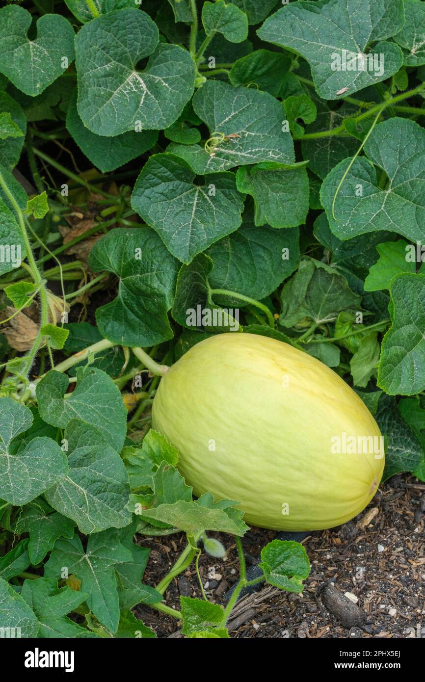 Melon Budgie, canary melon, Cucumis melo, pale yellow fruit growing on plant Stock Photo