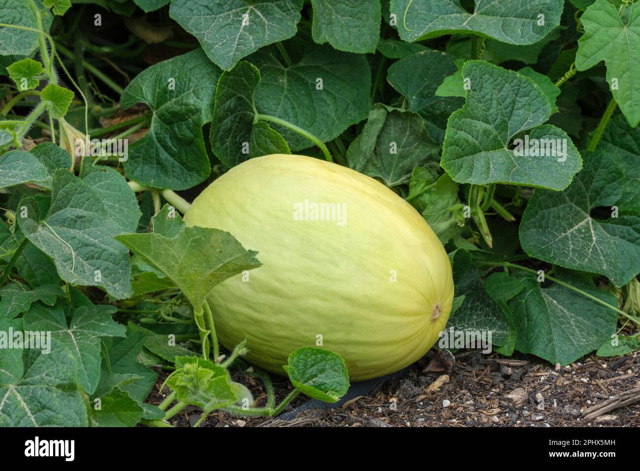 Melon Budgie is a fantastic new development in canary type honeydew melons Stock Photo