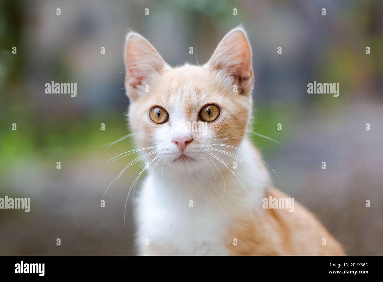 Orange cat outdoors, ginger kitten view, natural green background