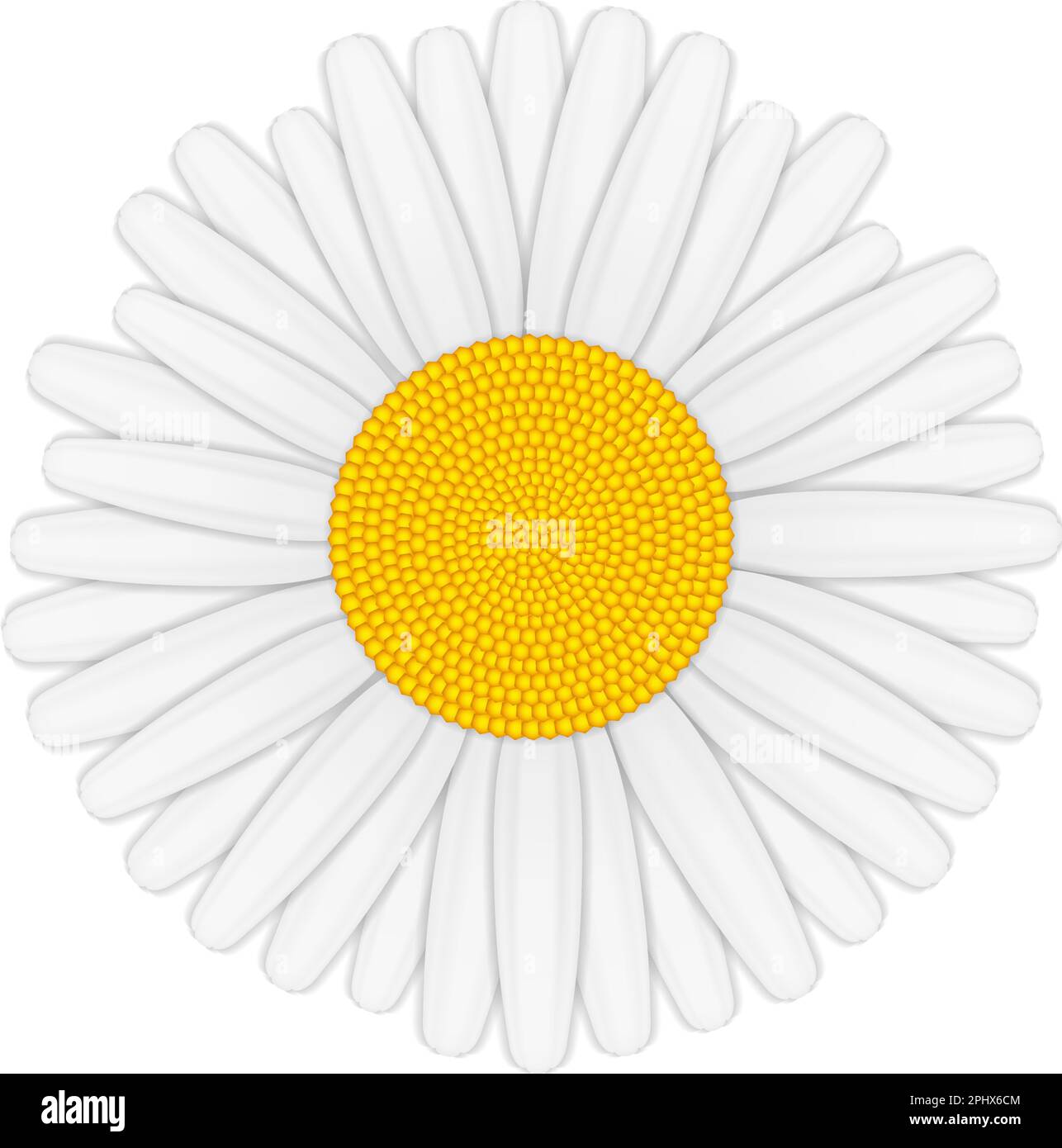 Camomile isolated on white background, vector eps10 illustration Stock Vector