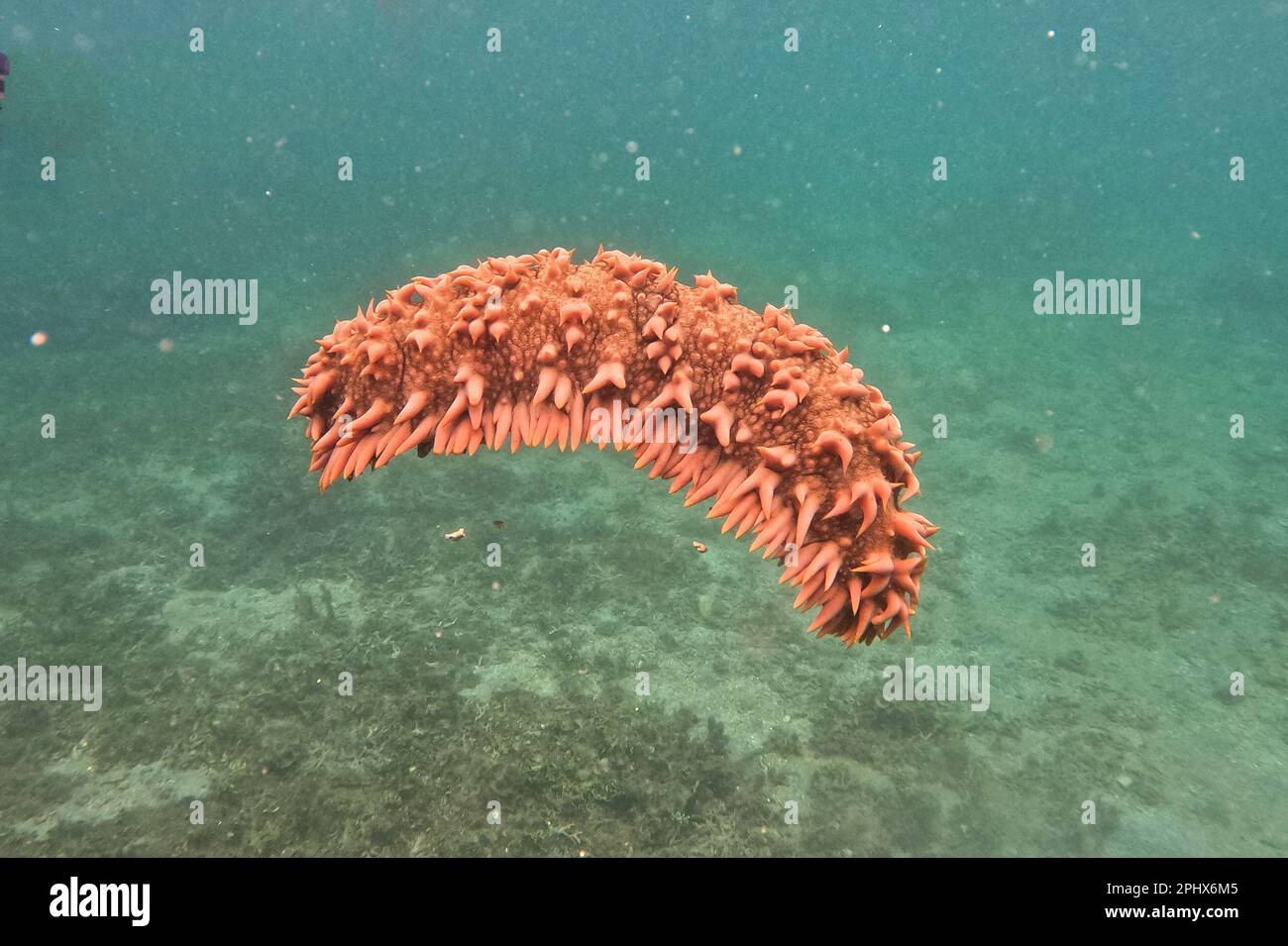 Close-up of an orange sea cucumber in the sea of Camiguin, Philippines. Stock Photo